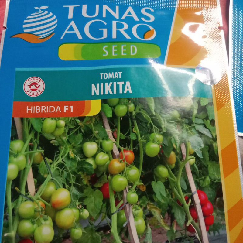 BENIH TOMAT SEDANG, TOMAT SAYUR NIKITA, BUAH LEBAT DAN KERAS