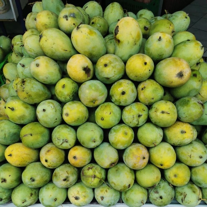 

Buah Mangga Harum Manis Murah 1 kg