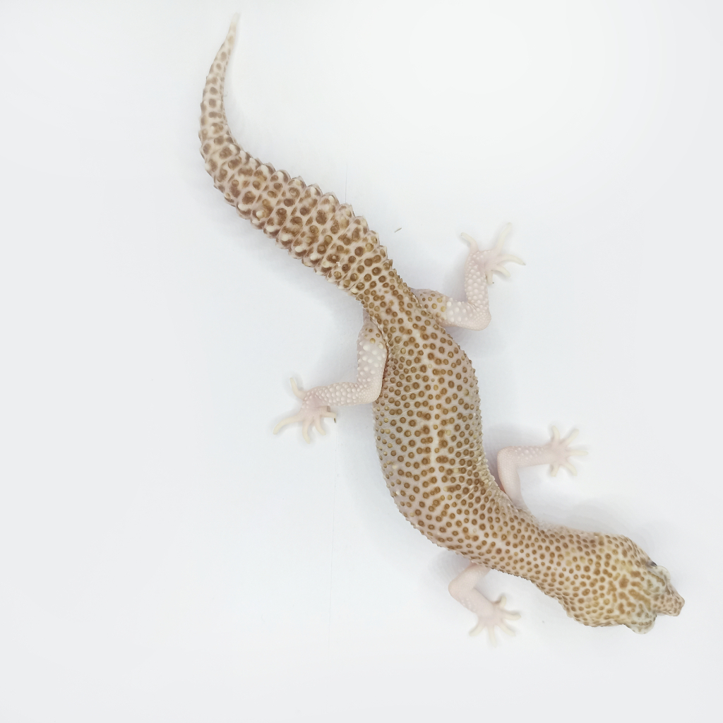 Gecko Indukan Betina [D] Super Snow Raptor