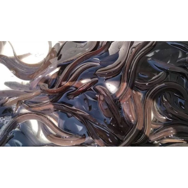 BIBIT SIDAT ELVER Kualitas wahid