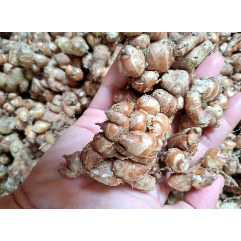 

Kencur Kualitas Super 500 gr