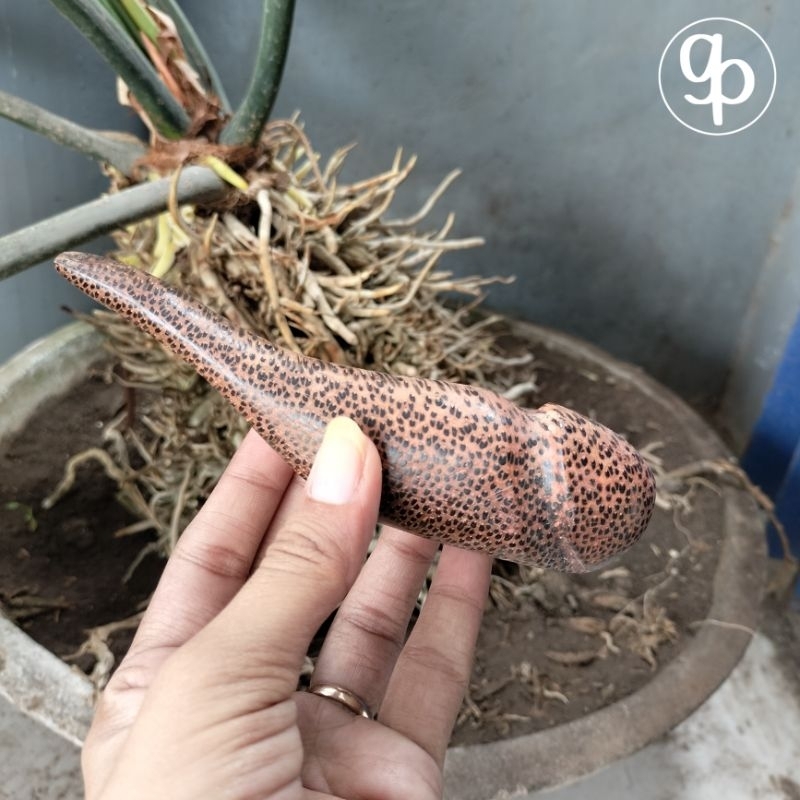 once pipa varian model unik dan antik kayu liwung