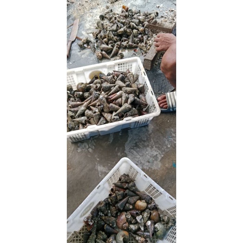 KELOMANG LAUT UMPAN SUPER AMIS REKOMEN UNTUK IKAN GALATAMA LELE/BAWAL
