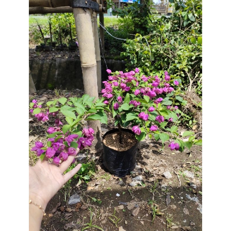 BOUGENVILLE ANGGUR UNGU