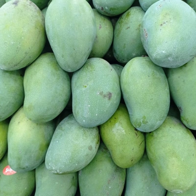 

Mangga Harum Manis