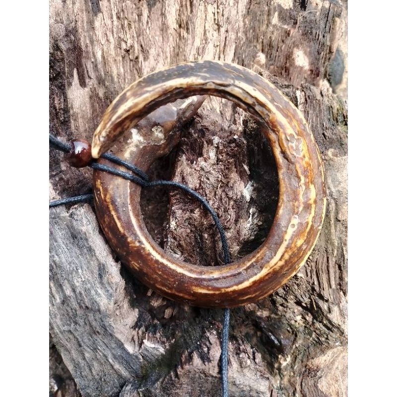 kalung taring babi melingkar