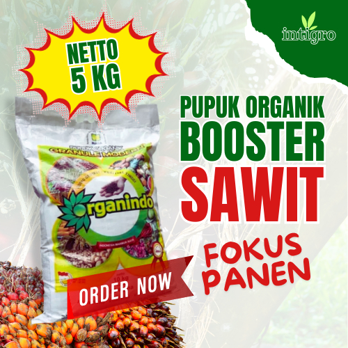 Pupuk Sawit Agar Berbuah Lebat Booster Pelebat Buah Sawit Pupuk Perangsang Buah Sawit Cepat Berbuah
