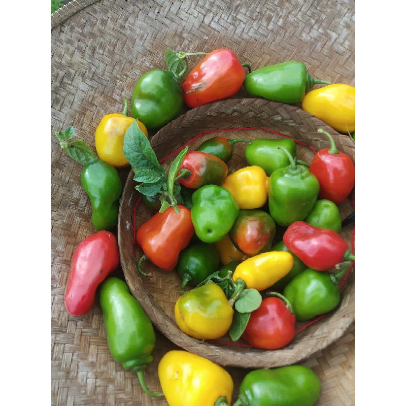 

cabe gendot khas dieng (ORGANIK) 1kg