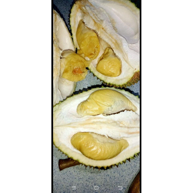 

lokal duren kuning