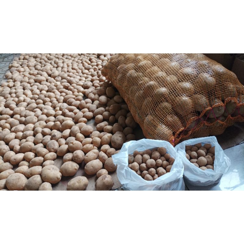 

Kentang granola kentang atlantik