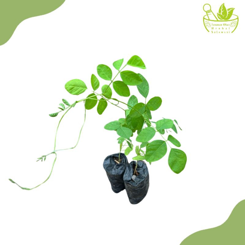 Tanaman Herbal Bunga Telang/Bibit Bunga Telang Biru