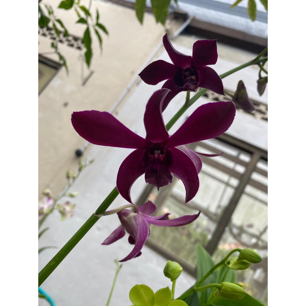 Dendrobium Caesar Red