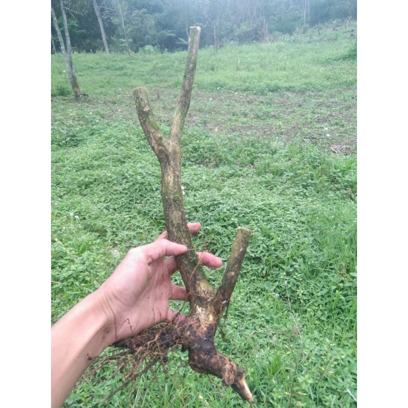 Bahan bonsai lantana dongkelan size s tiga cabang