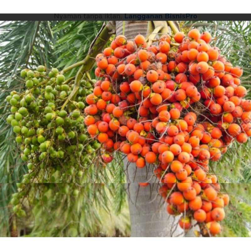 

buah pinang / buah jambe tua segar 1kg