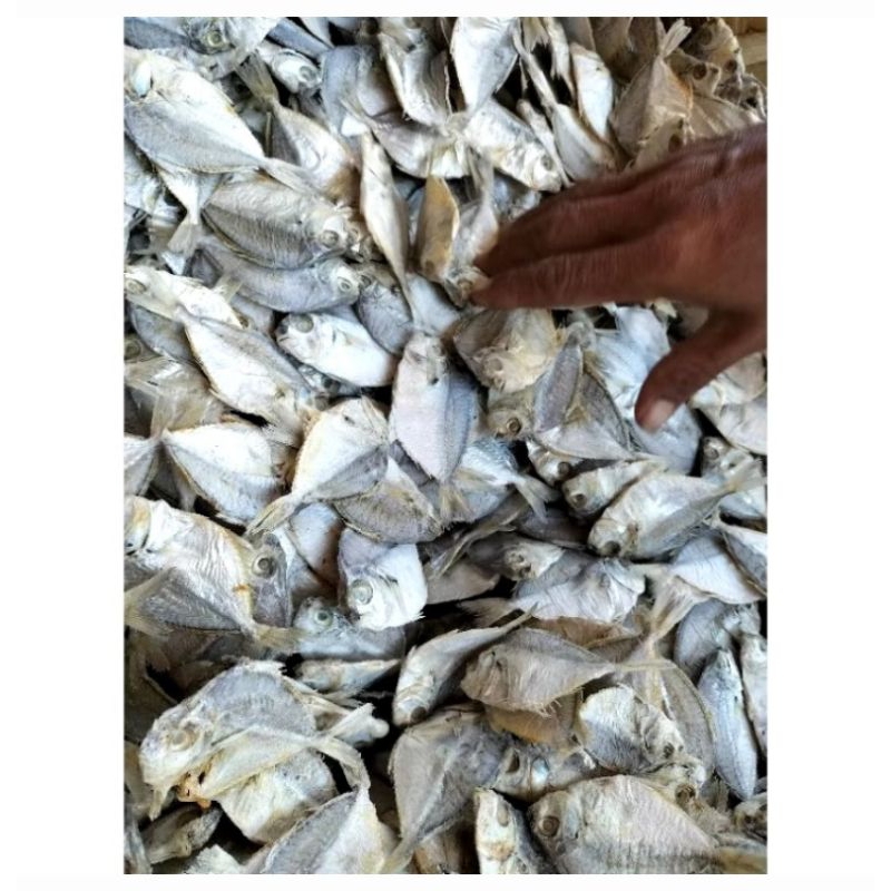 

Ikan Asin Petek Ukuran Sedang Murah