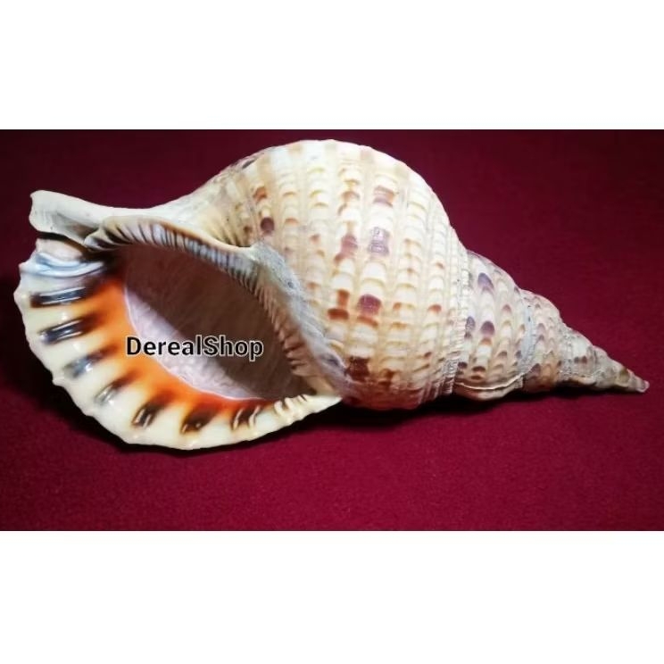 cangkang kerang triton 38cm super jumbo giant shell