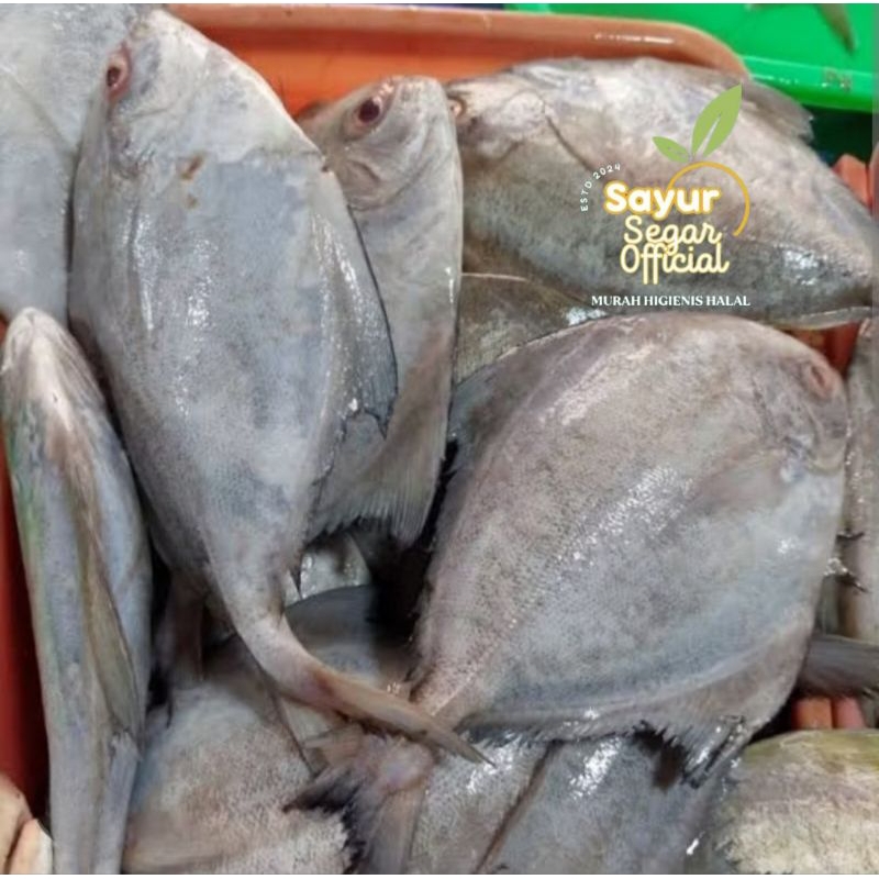 

Ikan Bawal Laut Segar 1kg - Kirim Instan