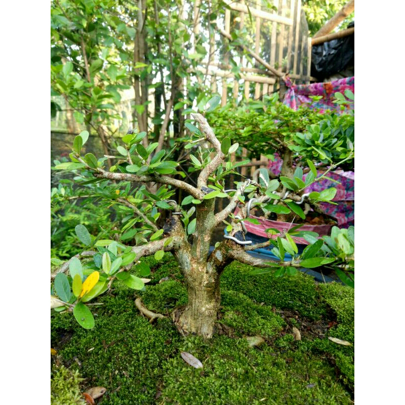 Bonsai saeng simbur vietnam bunga ungu