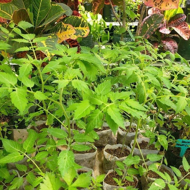 Bibit Tanaman Tomat Sayur Buah Segar Jogja