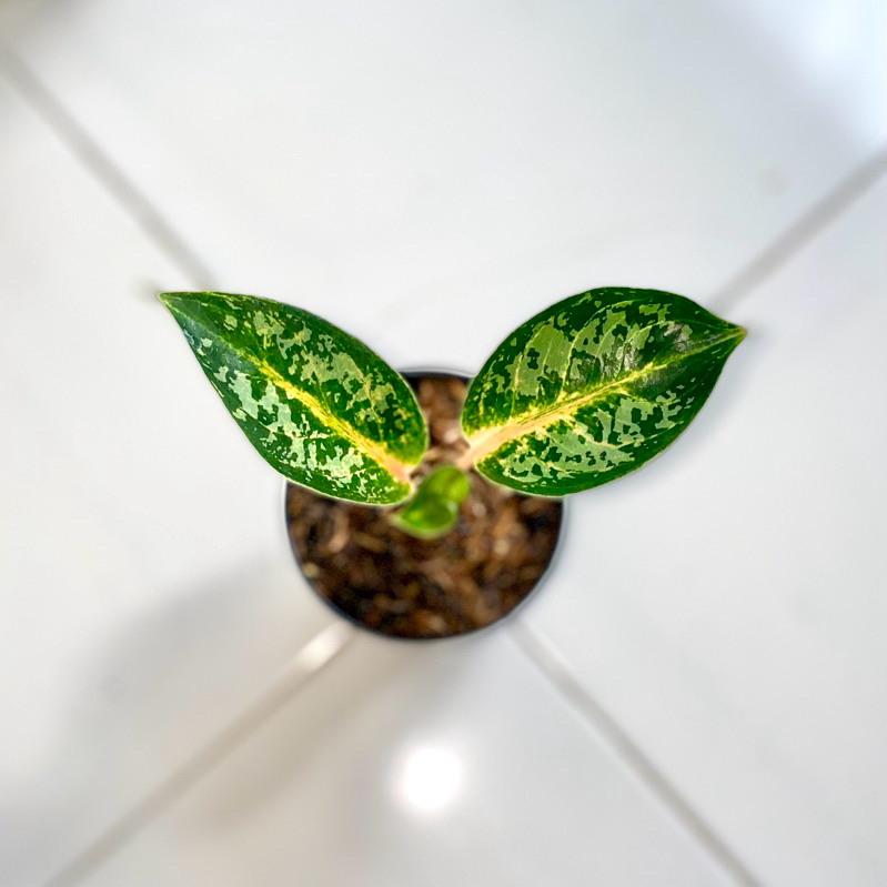 aglaonema gajah Mada + red Imelda mutasi