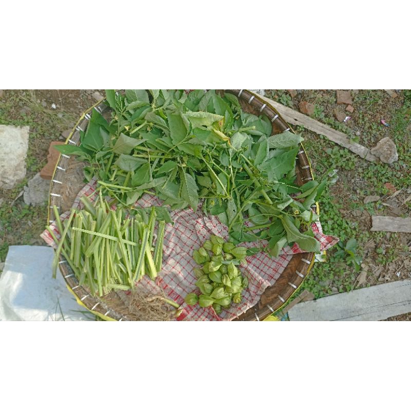 

daun ciplukan kering herbal