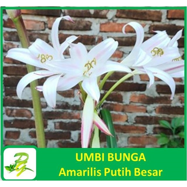 PEERINA UMBI BUNGA - Umbi Bunga Amarilis Putih Besar