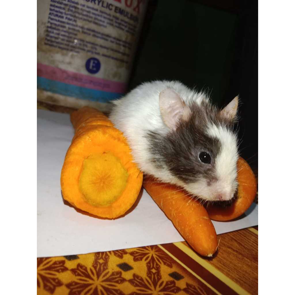 Hamster Dewasa Syrian Long Hair / Short hair Panda Murah