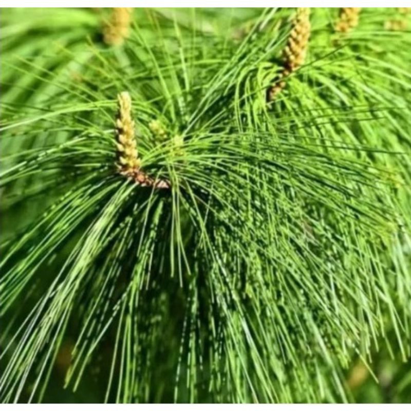 

daun pinus segar 1 kg