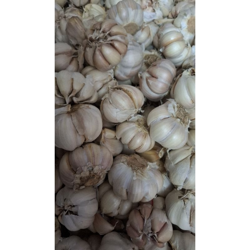 

bawang putih honan kiloan