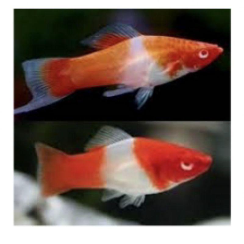 packing sterofoam (platy kohaku)