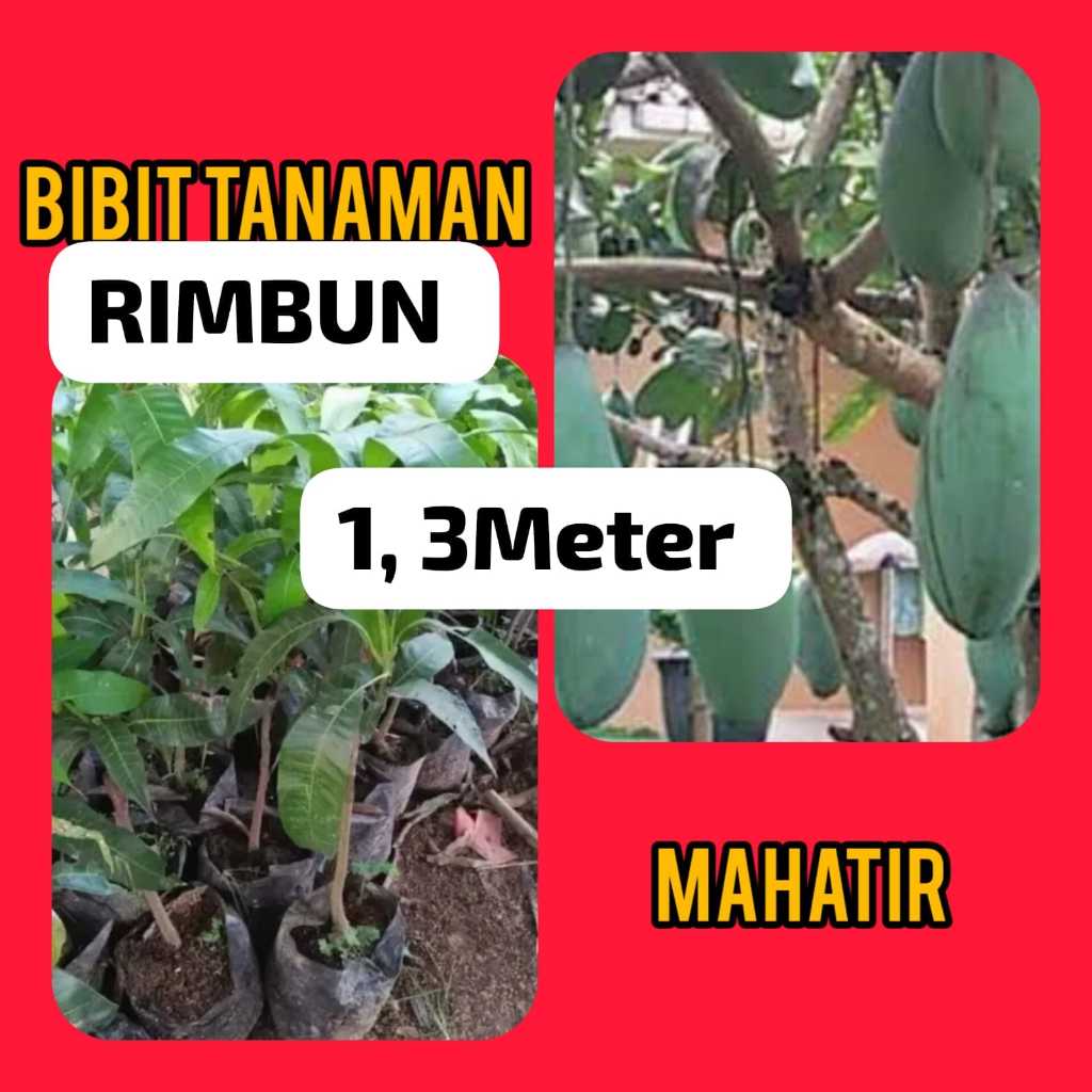 Bibit Mangga Mahatir 1.3 Meter Rimbun ( Pakai Kurir Cargo )