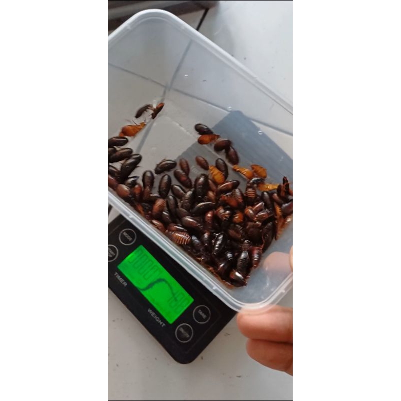 Ceremende | Kecoa Batu | Terlak