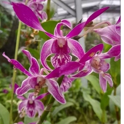 Dendrobium Caesar Red