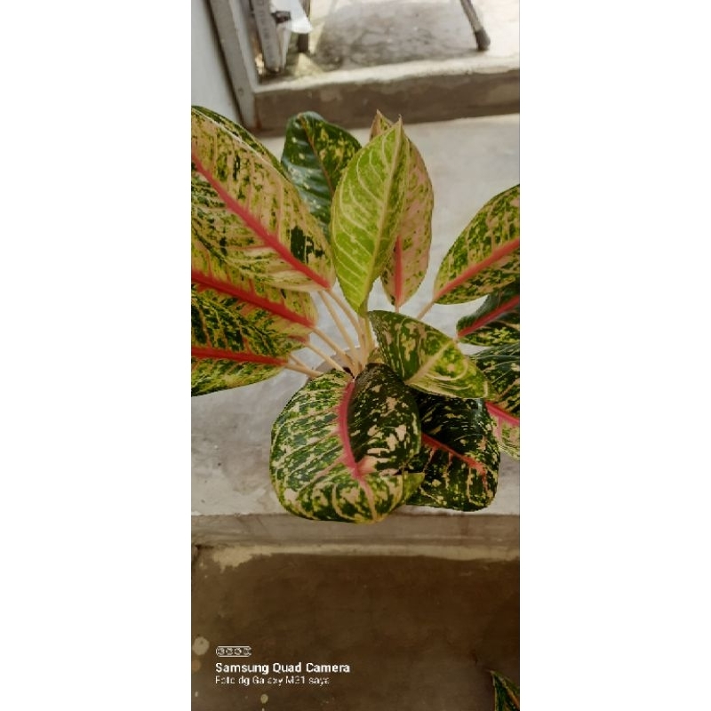 aglonema  dona carmen mutasi