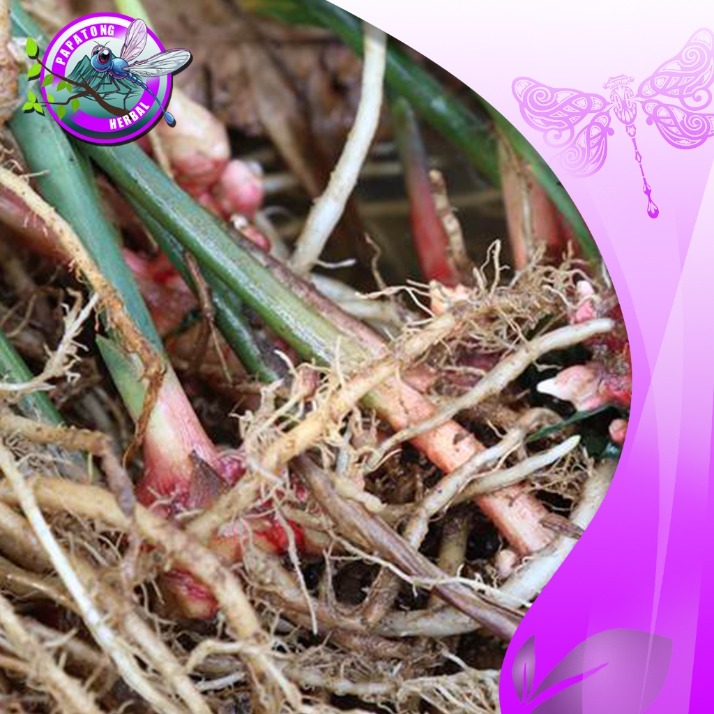 

AKAR JAHE 100 GR FRES SEGAR - PAPATONG HERBAL