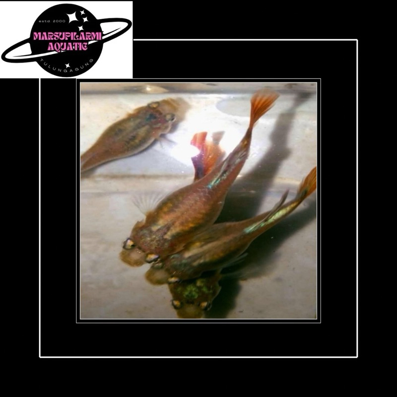 free packing betina guppy prtde 10 ekor full telur