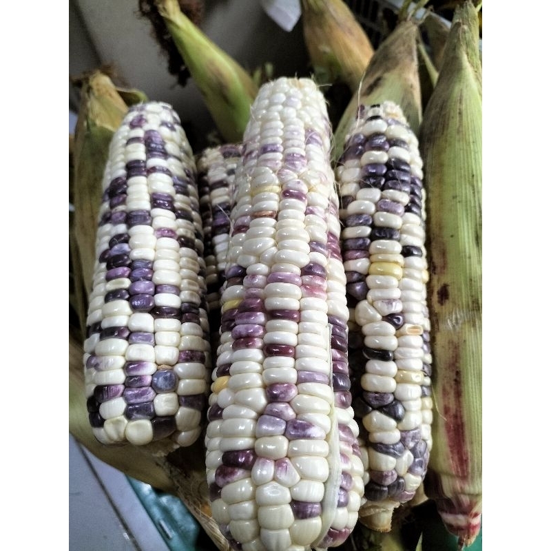 

Jagung Ketan Putih Ungu | Jagung Batik