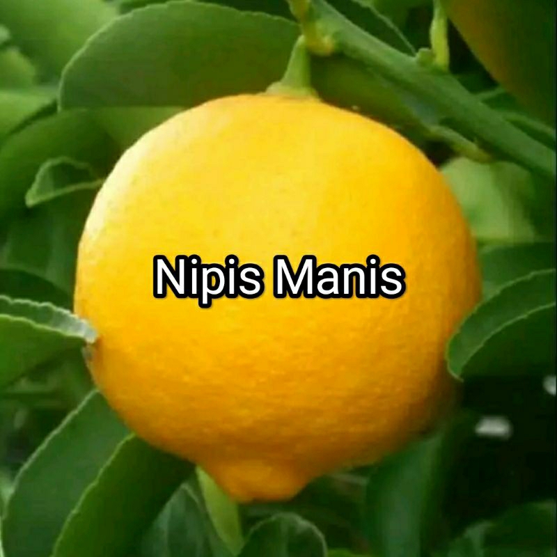 Bibit Jeruk Nipis Manis