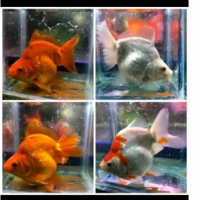 MAS KOKI RYUKIN UKURAN L