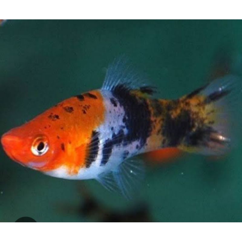 Hiasan aquarium , PLATY SANKE.