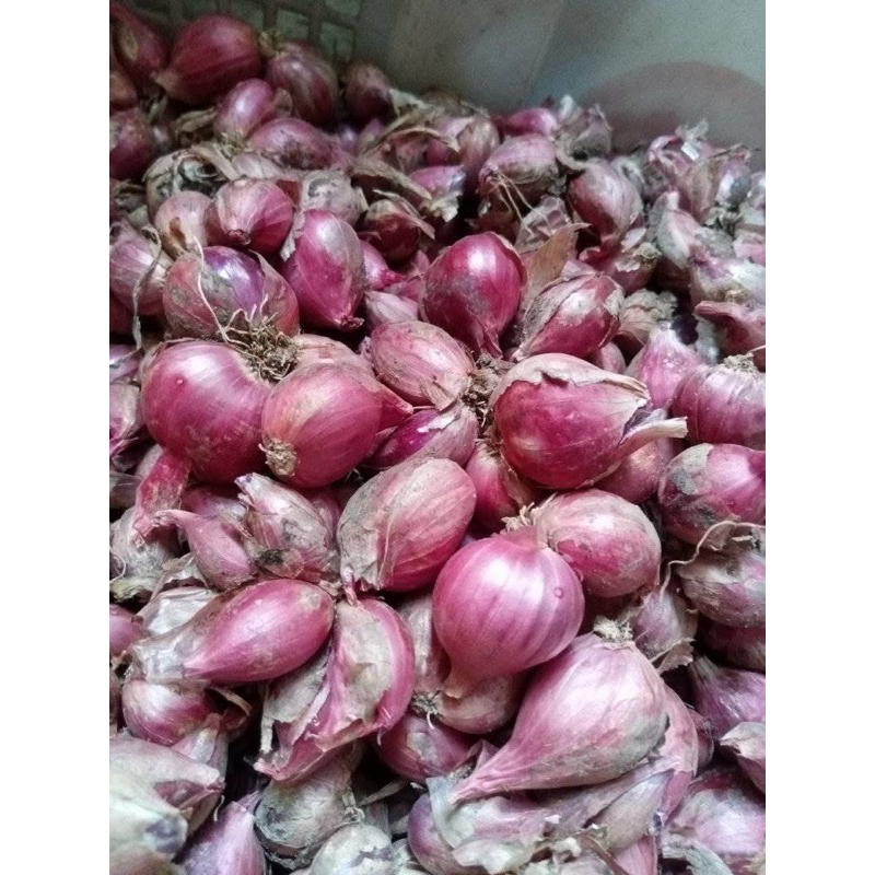 

bawang merah besar 1 kg