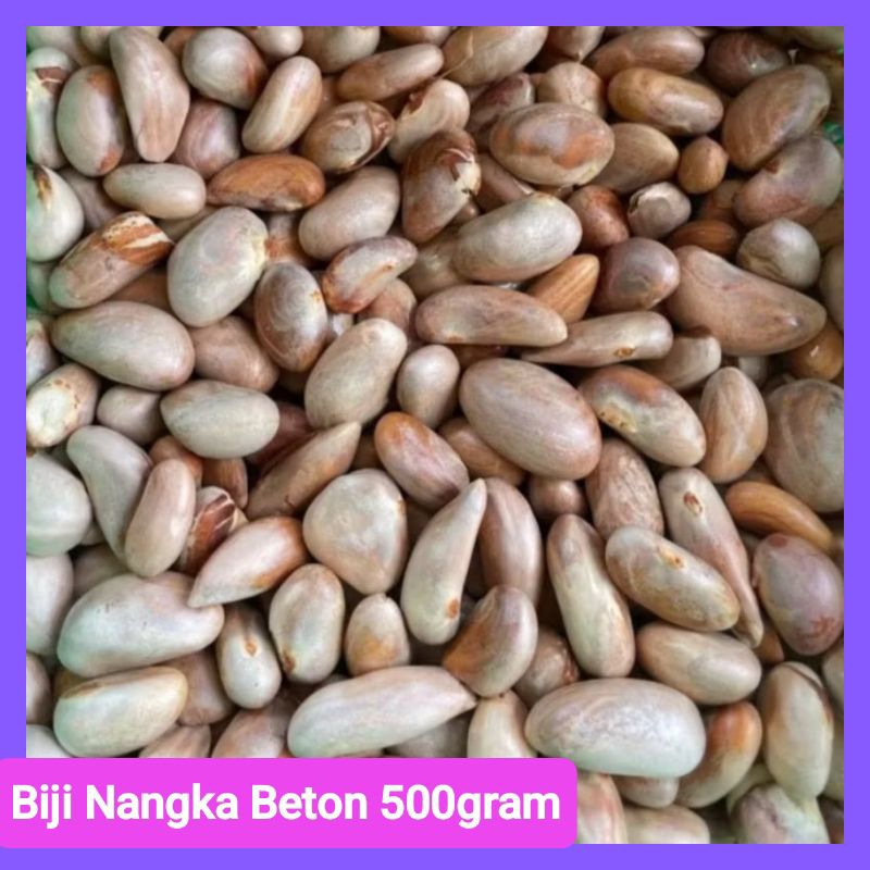

Biji Nangka Beton Fresh 500gram
