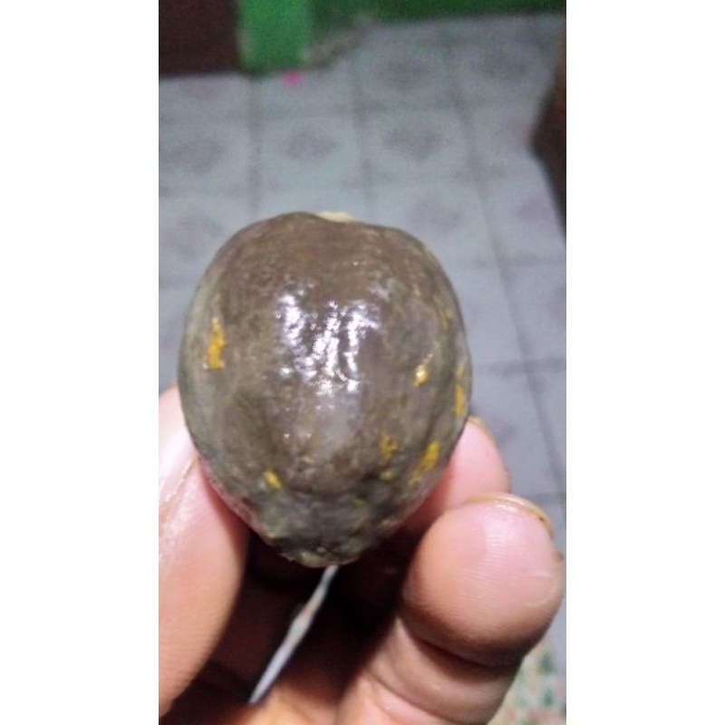 Muncang Adu Jayanti Entog