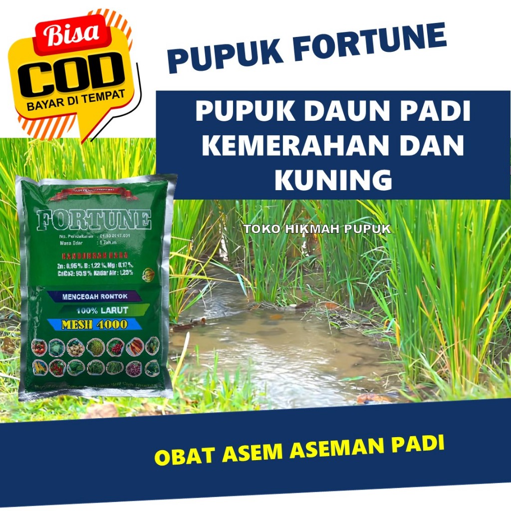 Pupuk Daun Padi Kuning dan Kemerahan Paling Bagus FORTUNE Mengobati Padi Merah dan Kerdil Paling Amp