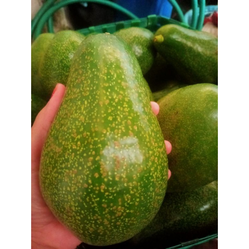 

alpukat mentega super pullen