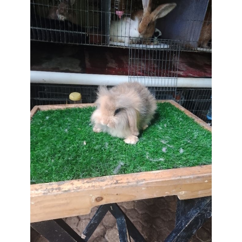 kelinci hias fuzzy lop lop
