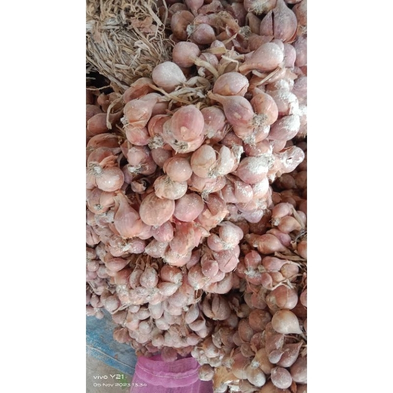 

BIBIT BAWANG MERAH NGANJUK 5 KG
