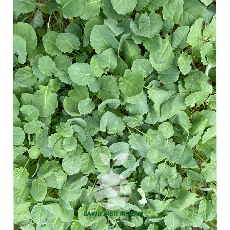 lawu bibit - Paket 10 bibit kubis / kol siap tanam