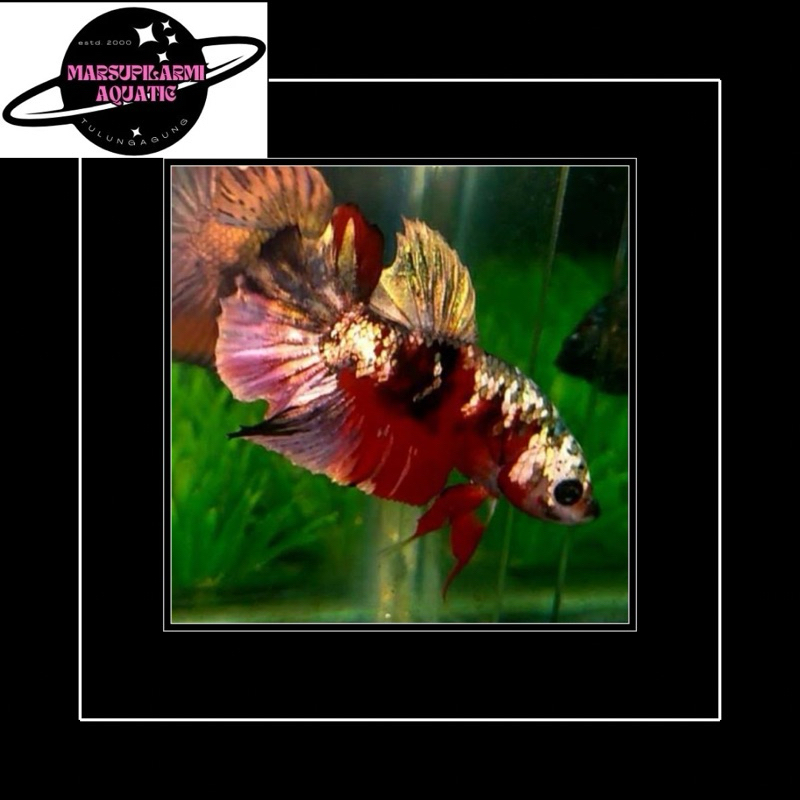 cupang replika nemo koi copper gold rkc