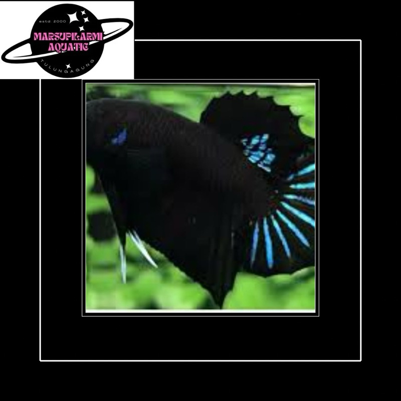 cupang bagan aduan plakat black king